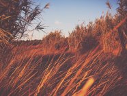 Мальовничий вид на красивий луг на заході сонця — стокове фото