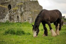 Malerischer Blick auf Pferd, das Gras neben Ruinen weidet — Stockfoto