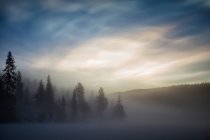 Vista panoramica della foresta nella nebbia mattutina — Foto stock