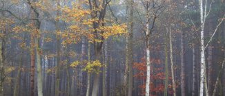 Temporada de otoño en Westbriggs Woods, Reino Unido, Inglaterra, Norfolk - foto de stock