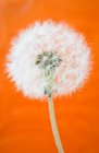 Close up of dandelion against orange background — Stock Photo