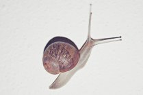 Portrait of snail crawling on white background — Stock Photo