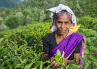Portrait of a tea picker with a handful of tea leaves — Stock Photo