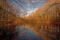 Мальовничий вид на ліс і озеро краєвид, Ihlow, Нижня Саксонія, Німеччина — стокове фото