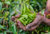 Обрезанный образ горстки свежесобранных чайных листьев — стоковое фото