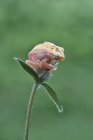 Vue rapprochée de Philautus vittiger frog sur une plante verte, Indonésie — Photo de stock