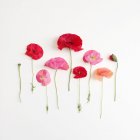 Colorful Poppies lined up in a row on white background — Stock Photo