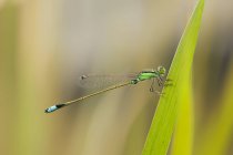Damselfly sitting on plant against blurred background — Stock Photo