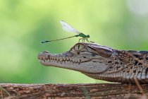 Damselfly and ant on a crocodile head on wooden surface, funny picture concept — Stock Photo