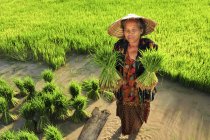Femme exploitant des plants de riz dans une rizière — Photo de stock