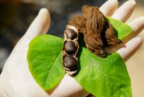 Abgeschnittenes Bild einer Hand, die Samen von Samtbohnen hält — Stockfoto