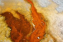 Vista close-up de esteira bacteriana no Grand Prismatic Spring, Yellowstone National Park, Wyoming, América, EUA — Fotografia de Stock