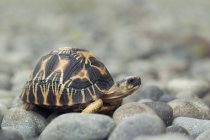 Tortuga con hermosa concha de tortuga en piedras grises - foto de stock