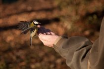 Imagen recortada del Hombre alimentando a un pájaro de la mano contra un fondo borroso - foto de stock