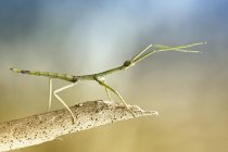 Портрет палочки насекомого на ветке на зеленом фоне — стоковое фото