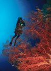 Ныряльщица с аквалангом на коралловых подводных лодках — стоковое фото