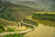 Живописный вид на рисовые террасы, Лунцзи, Гуйлинь, Китай — стоковое фото