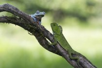 Chameleon and frog on a branch, blurred green background — Stock Photo
