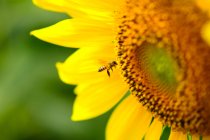 Пчела на подсолнухе на размытом фоне — стоковое фото