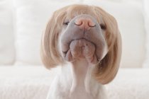 White Chinese Shar-Pei dog with a wig — Stock Photo