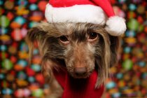 Chinese Crested dog dressed in Christmas hat and scarf — Stock Photo