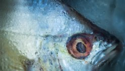 Крупный план замороженной головы рыбы — стоковое фото