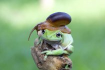 Равлик сидить на голові жаби на розмитому зеленому тлі — стокове фото