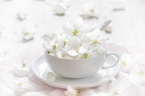 Weiße Blüten in Teetasse auf Untertasse — Stockfoto