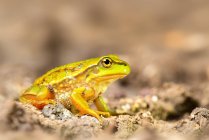 Зростаюча трава жаба сидить на бруді, розмитому фоні — стокове фото
