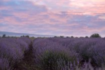 Vista panorâmica do campo de flores de lavanda ao pôr do sol — Fotografia de Stock