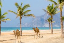 Camellos caminando por la playa de Omán - foto de stock