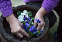 Close-up mãos de mulher sênior plantio de flores pansy — Fotografia de Stock