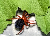 Closeup view of dangerous spider and leaves — Stock Photo