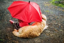 Girl and golden retriever puppy dog sitting on footpath under an umbrella in rain — Stock Photo