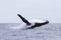Проникновение горбатых китов, Тонга, южная часть Тихого океана — стоковое фото