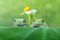 Two frogs on a leaf in front of a daisy, blurred green background — Stock Photo