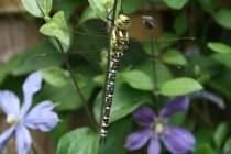 Closeup of dragonfly sitting on plant against flowers on background — Stock Photo