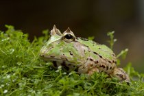 Закри милі зелені рогаті жаба, Індонезія — стокове фото