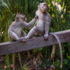 Scimmie sedute su recinzione di legno con cespugli sullo sfondo — Foto stock