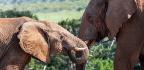 Zwei schöne Elefanten in wilder Natur — Stockfoto