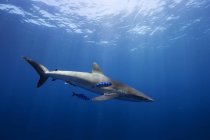 Silky shark and pilot fish swimming side by side — Stock Photo