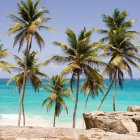 Vista panorámica de palmeras en la playa, Barbados - foto de stock