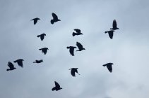 Troupeau d'oiseaux-jacquiers volant dans le ciel, Oldersum, Basse-Saxe, Allemagne — Photo de stock