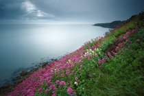 Irlanda, Dublín, Howth, vista panorámica de flores florecientes en la colina por el mar - foto de stock