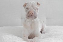 Retrato de enojado blanco chino Shar-Pei perro - foto de stock