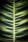 Gros plan de feuilles tropicales à effet flou, fond noir — Photo de stock