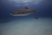 Tubarão tigre nadando debaixo d 'água — Fotografia de Stock
