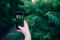 Cropped image of woman photographing plants with smartphone — Stock Photo