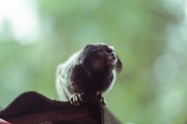 Mono Marmoset sentado en armario de madera, Brasil - foto de stock