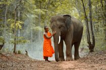 Junger Elefant und Mönch im Wald, Thailand — Stockfoto